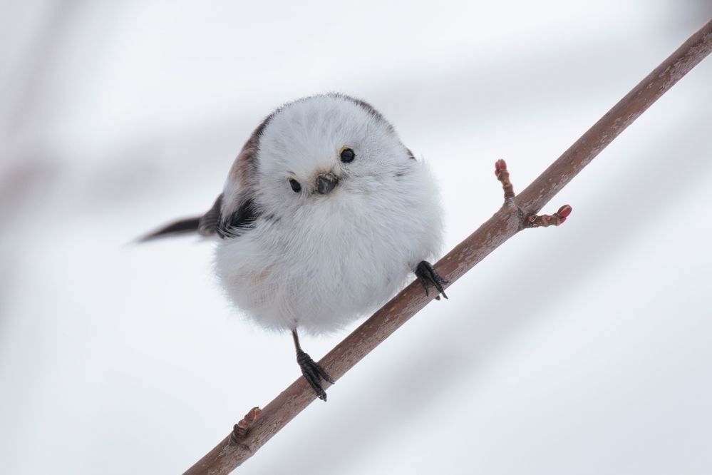 The World's Cutest Snowball