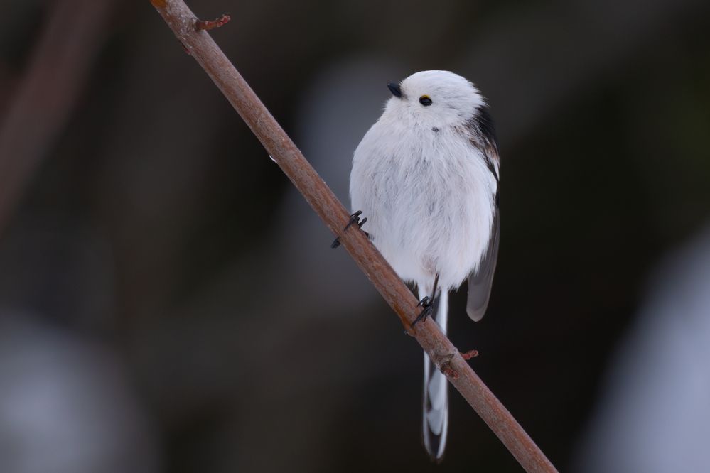 The World's Cutest Snowball