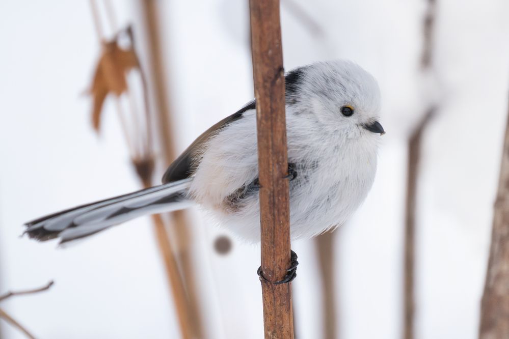 The World's Cutest Snowball