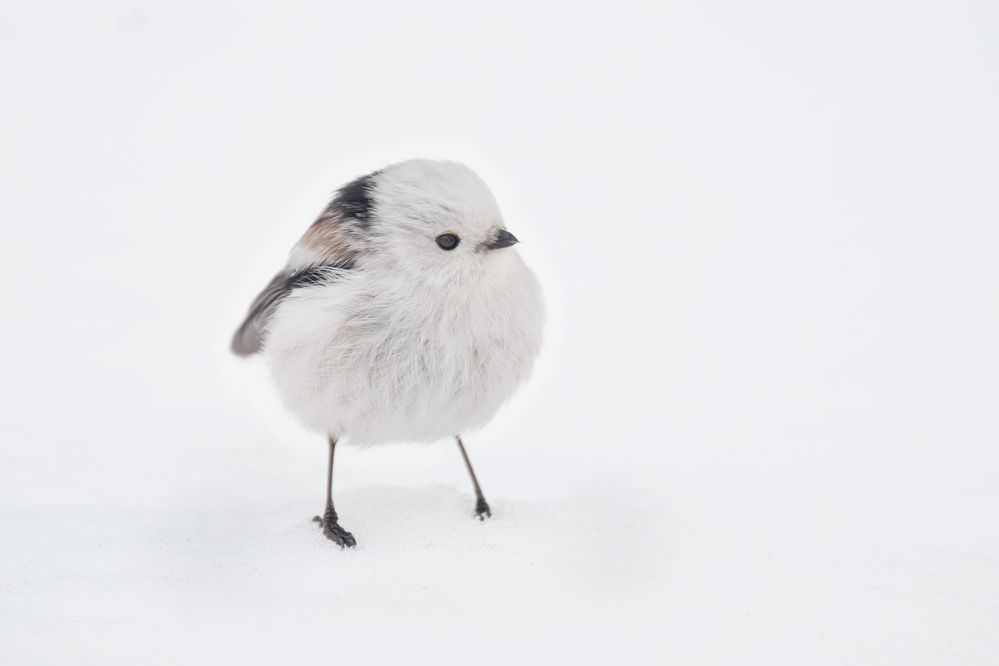 The World's Cutest Snowball