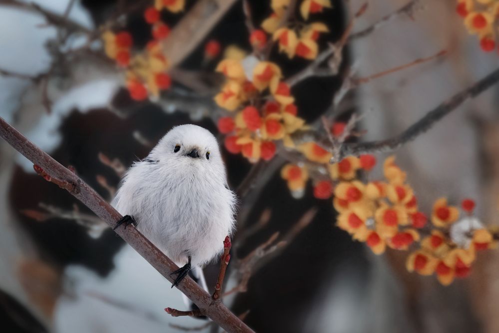 The World's Cutest Snowball