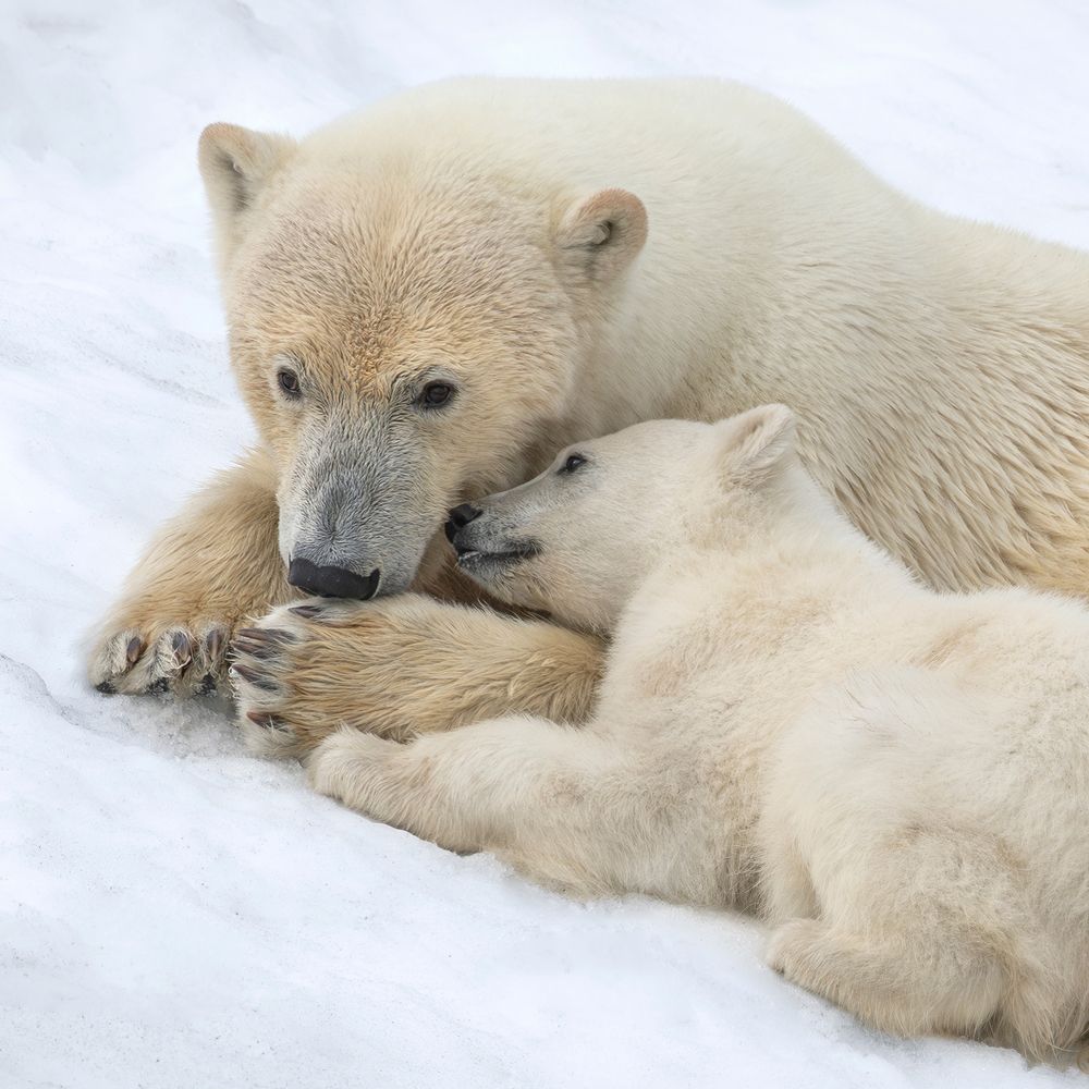 Arctic Warmth