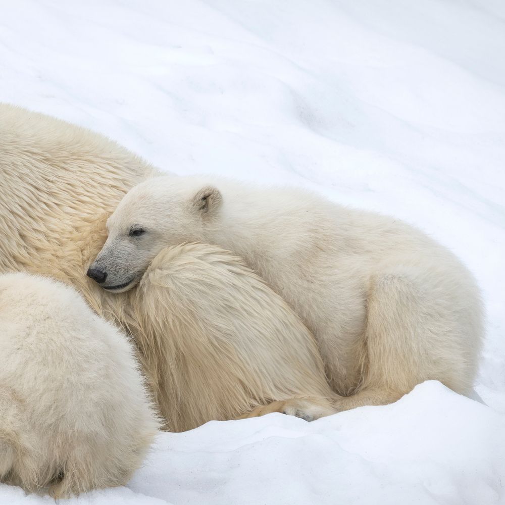 Arctic Warmth