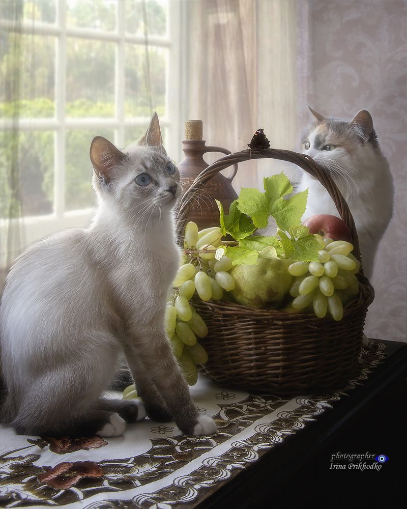 Любопытные котята