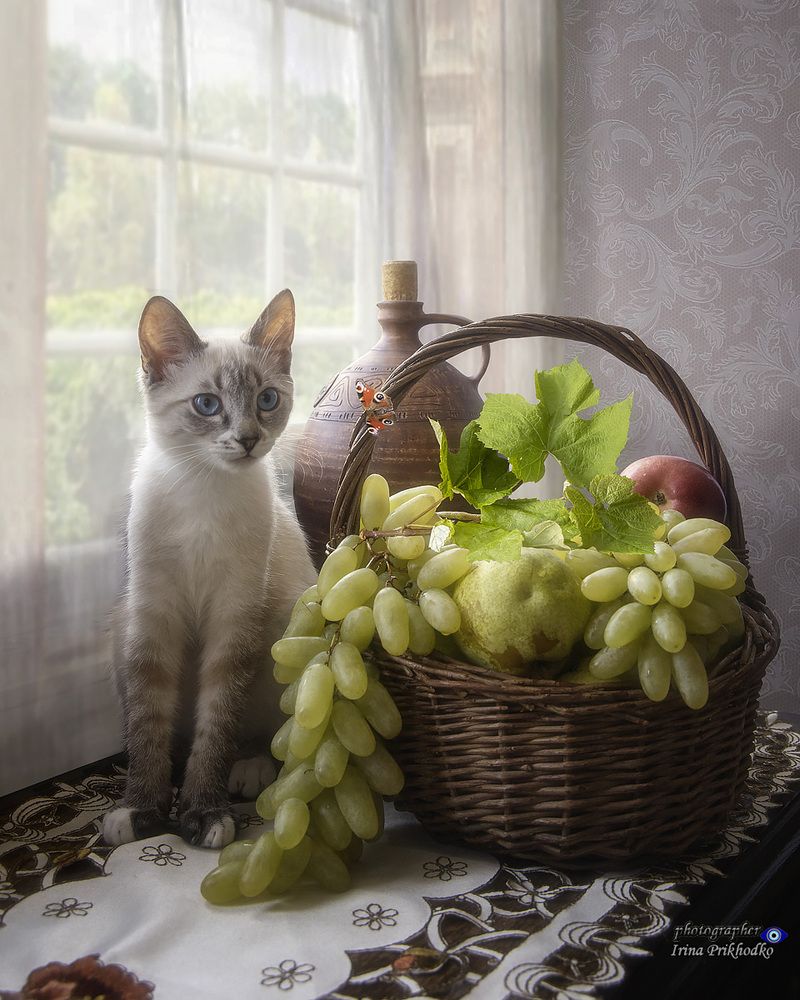 Любопытные котята