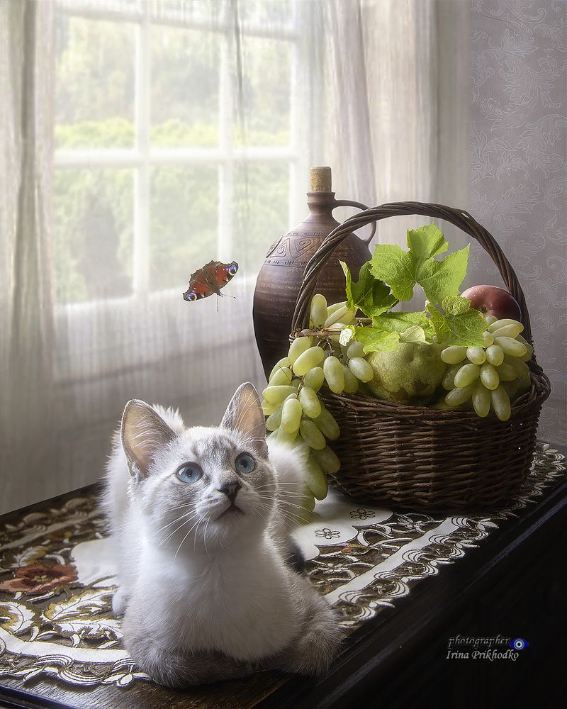 Любопытные котята