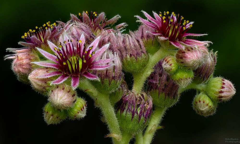 Sempervivum tectorum
