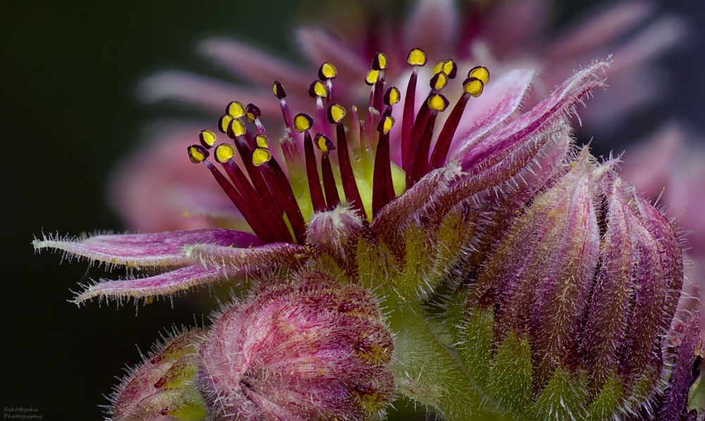 Sempervivum tectorum