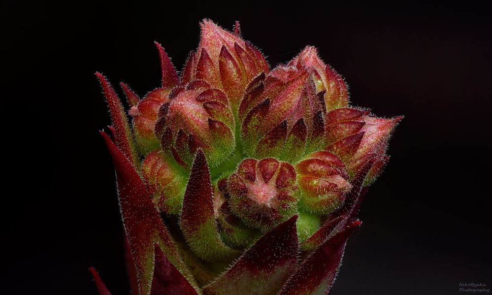 Sempervivum tectorum
