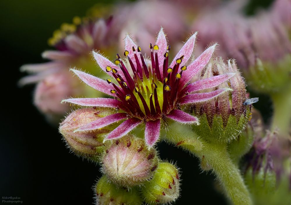 Sempervivum tectorum