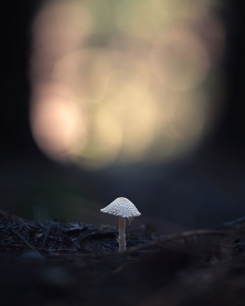 Осень под ногами