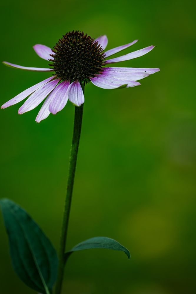 Photo 2905895