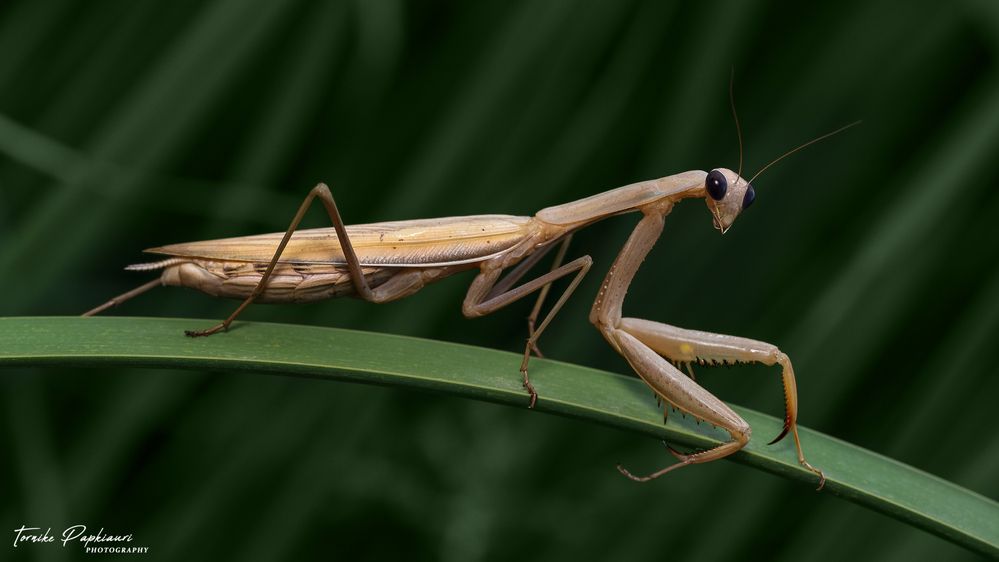 MANTIS