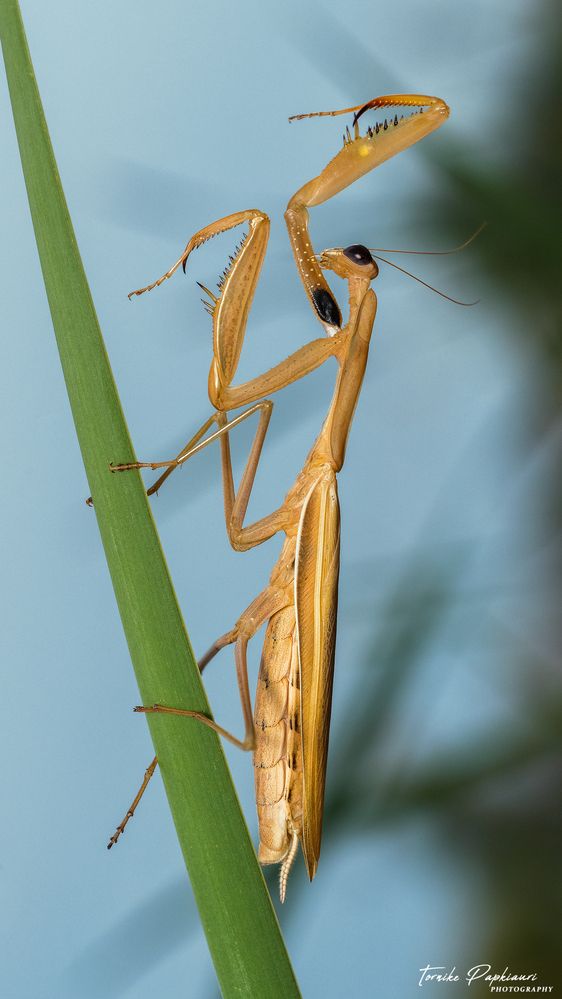 MANTIS