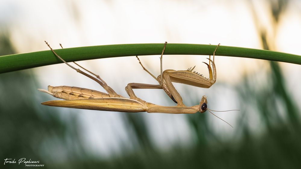 MANTIS
