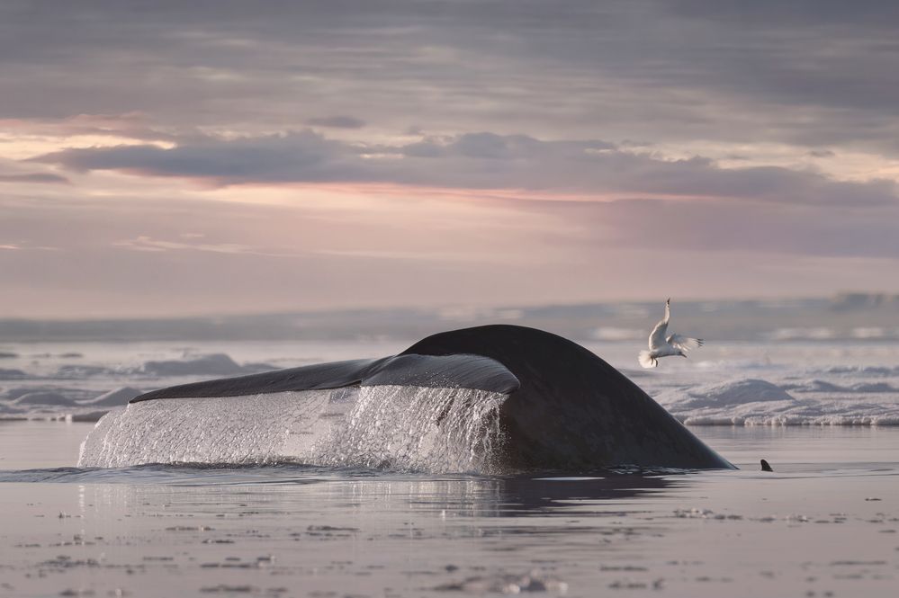 Gentle Giants