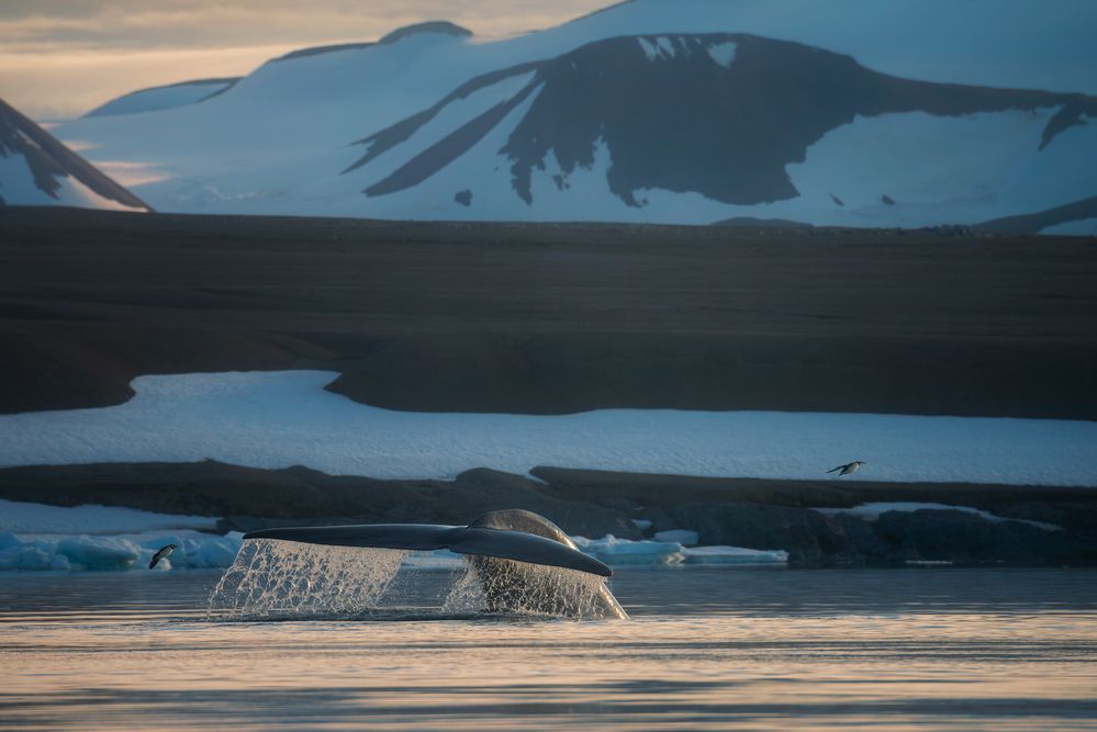 Gentle Giants