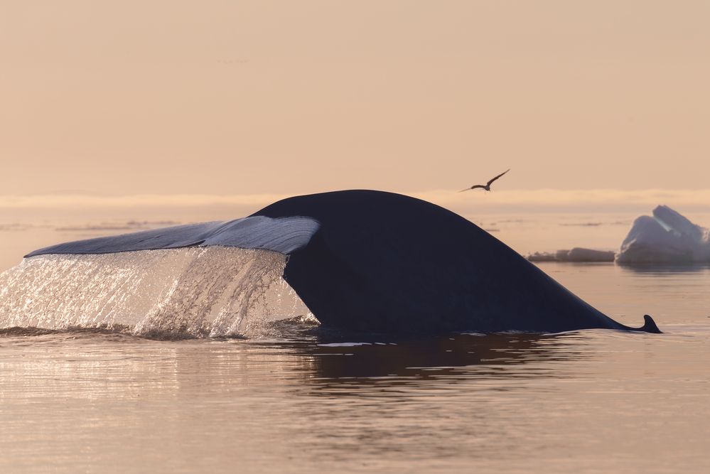 Gentle Giants