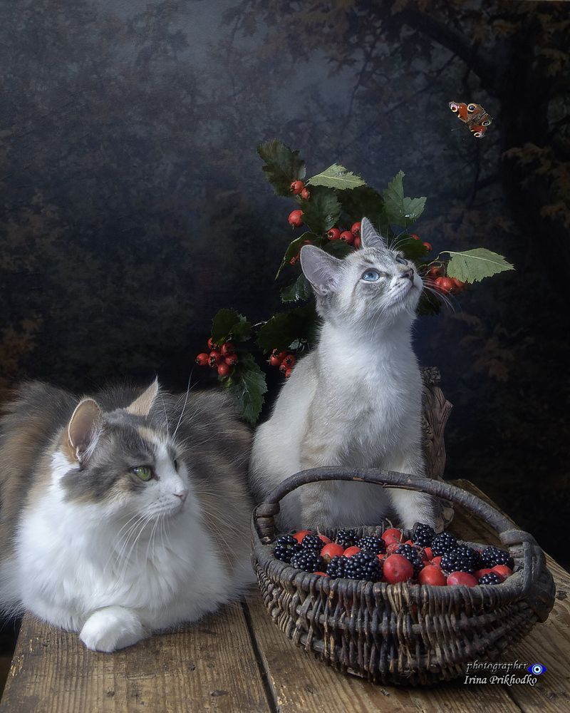 Мои хвостатые котомодели