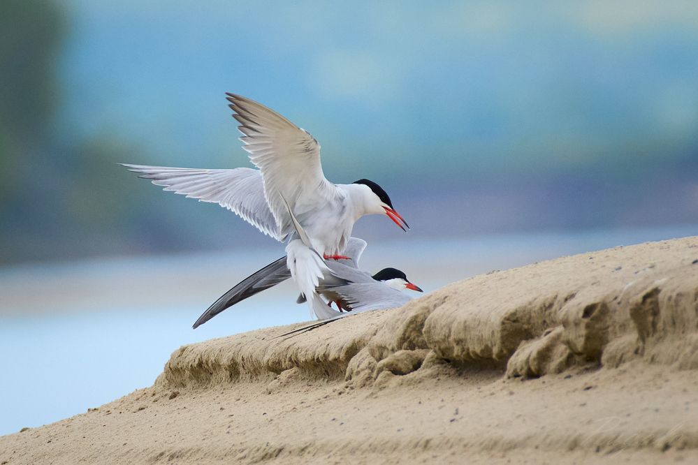 Речная крачка / Sterna hirundo / Common tern