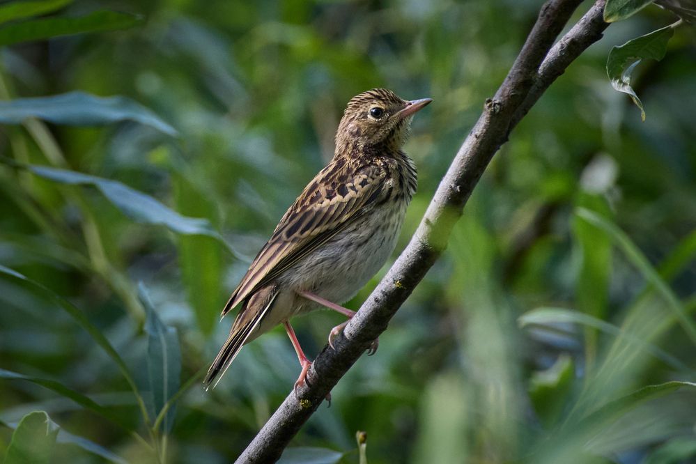 Лесной конек / Anthus trivialis / Tree pipit