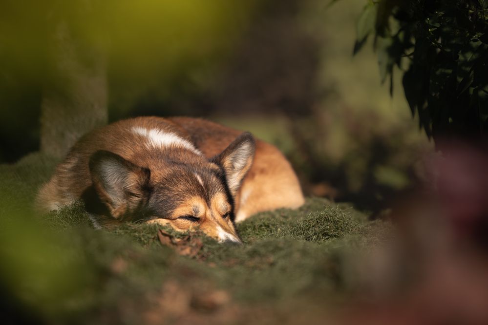 Photo 2908484