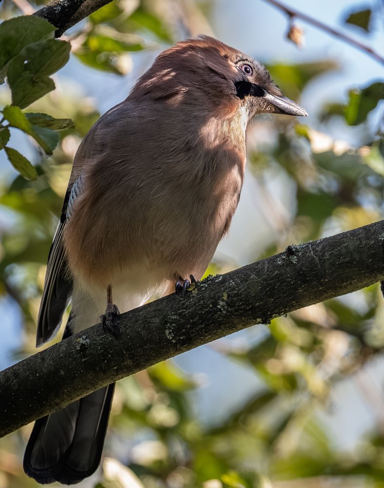Photo 2908603