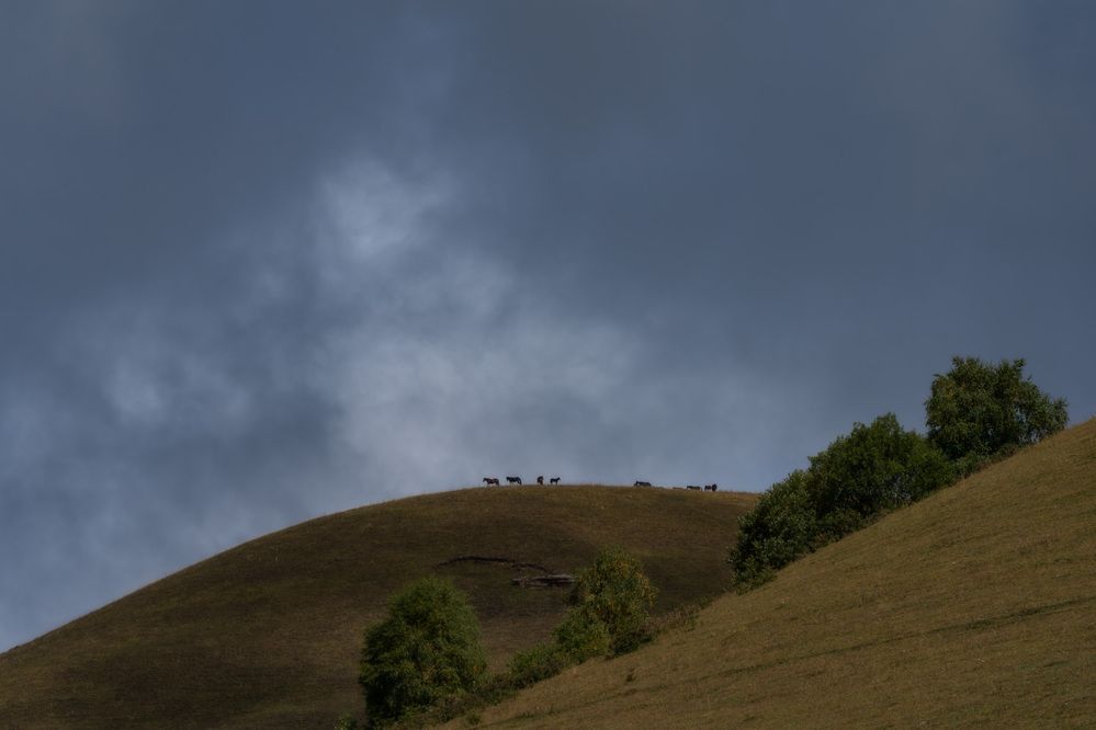 Photo 2908744