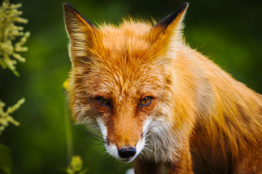 Про лису
