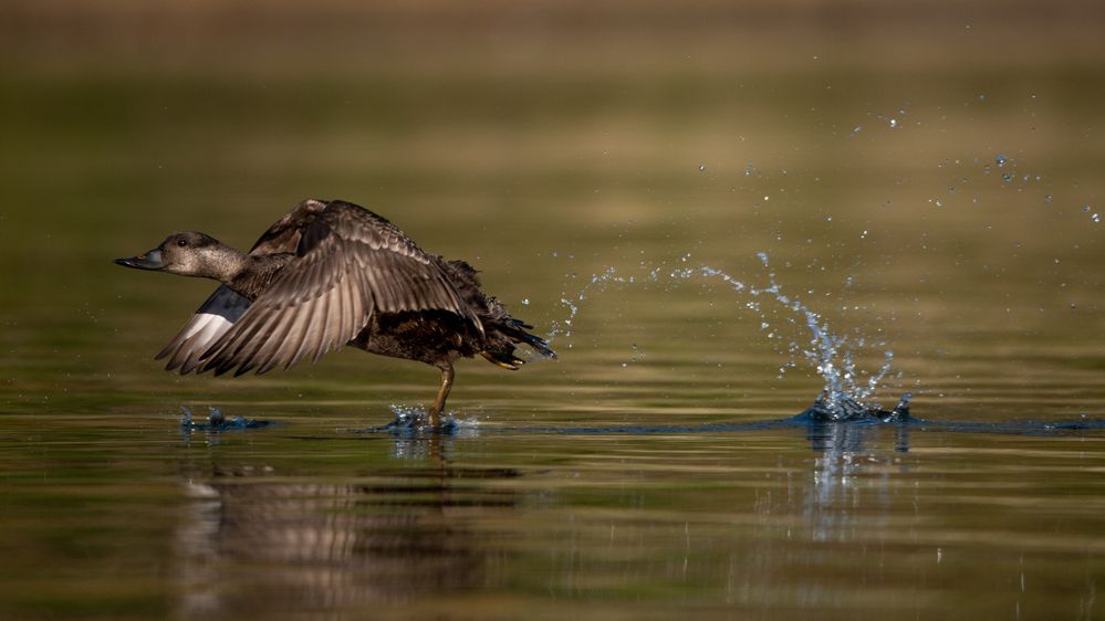 Синьга / Melanitta nigra / Common scoter