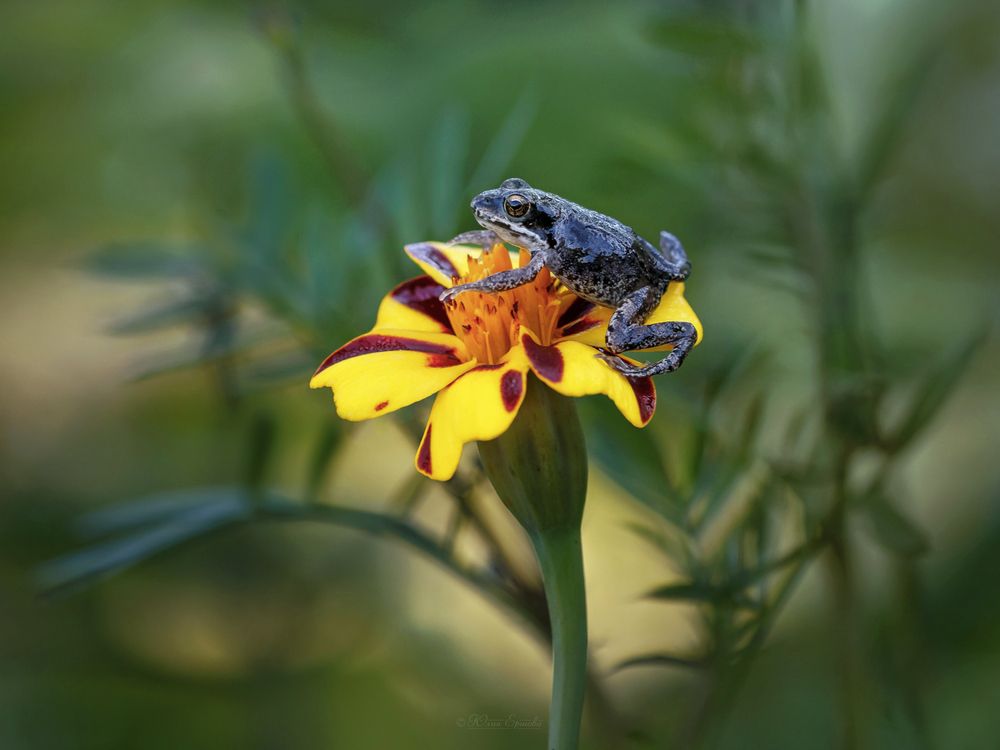 Photo 2910745
