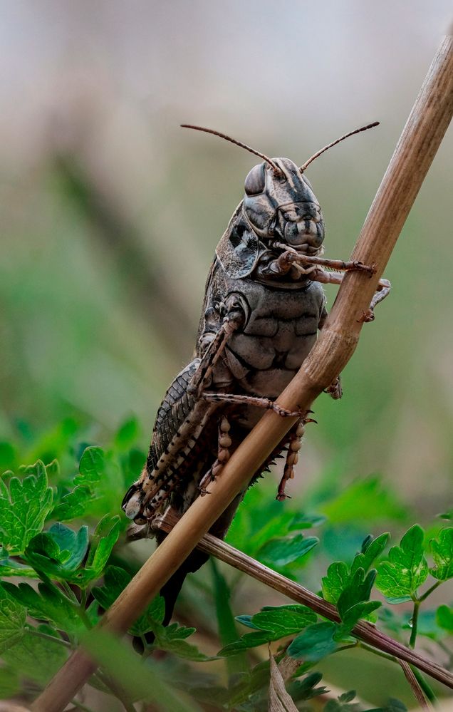 Кузя
