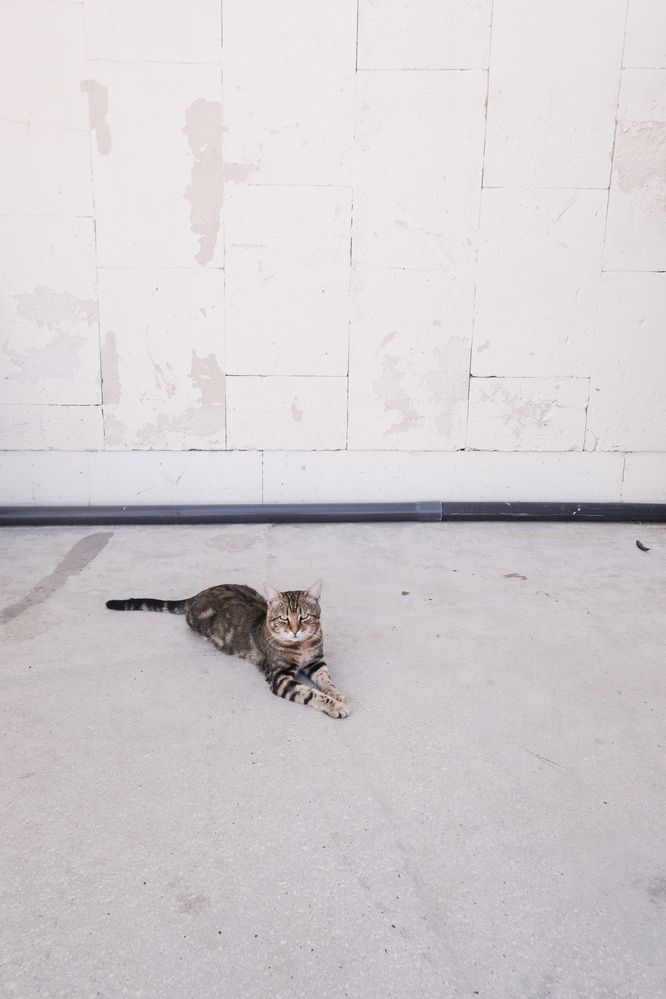 Котэ