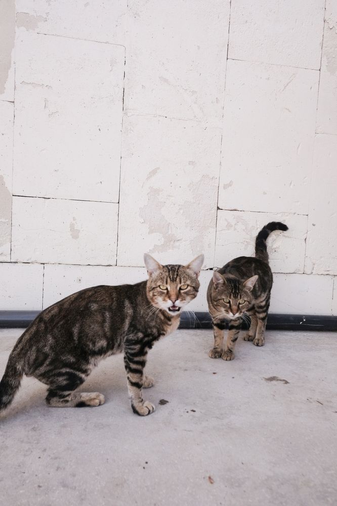 Котэ