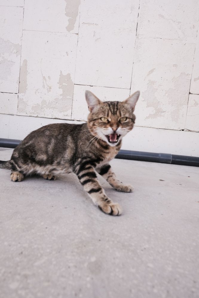 Котэ