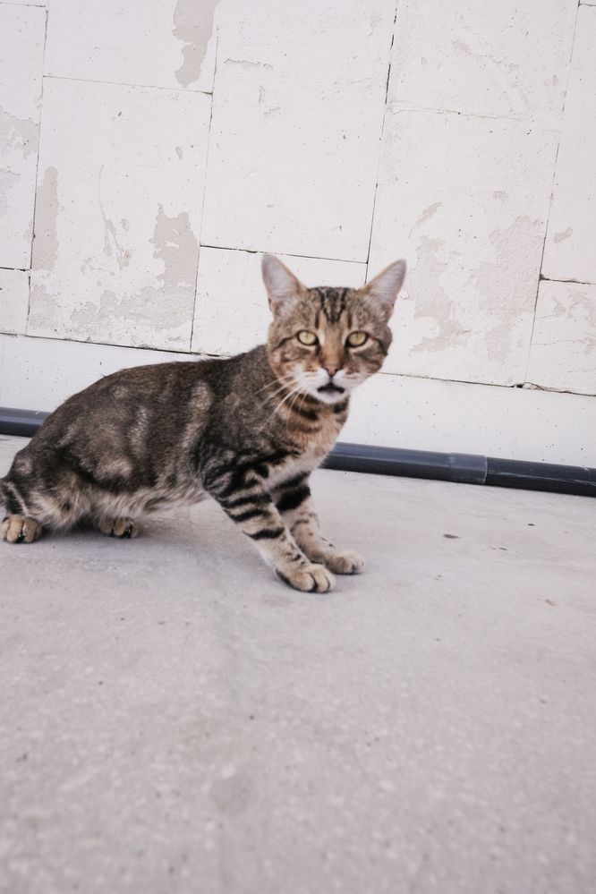 Котэ