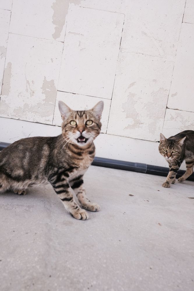 Котэ