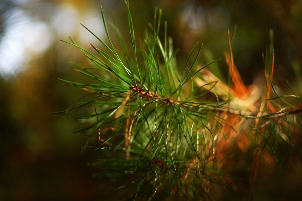 Photo 2915323
