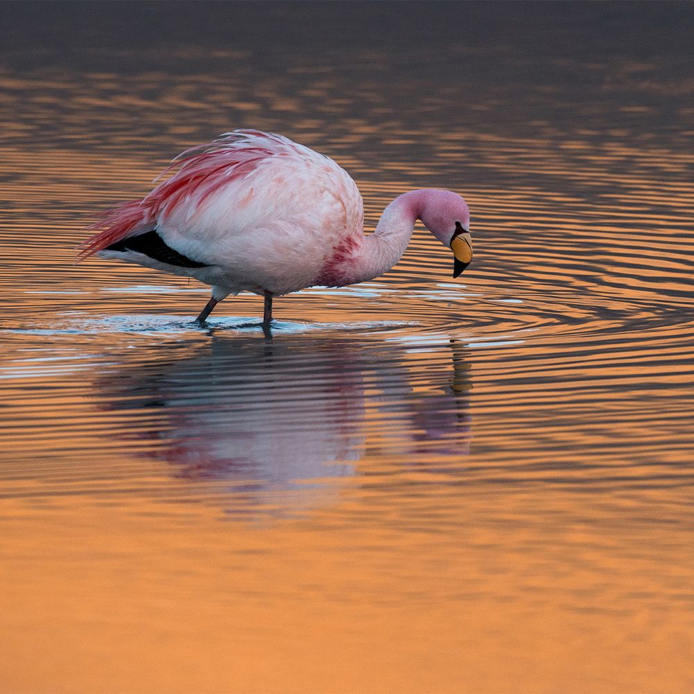 Laguna Colorada