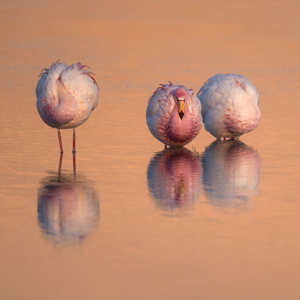 Laguna Colorada