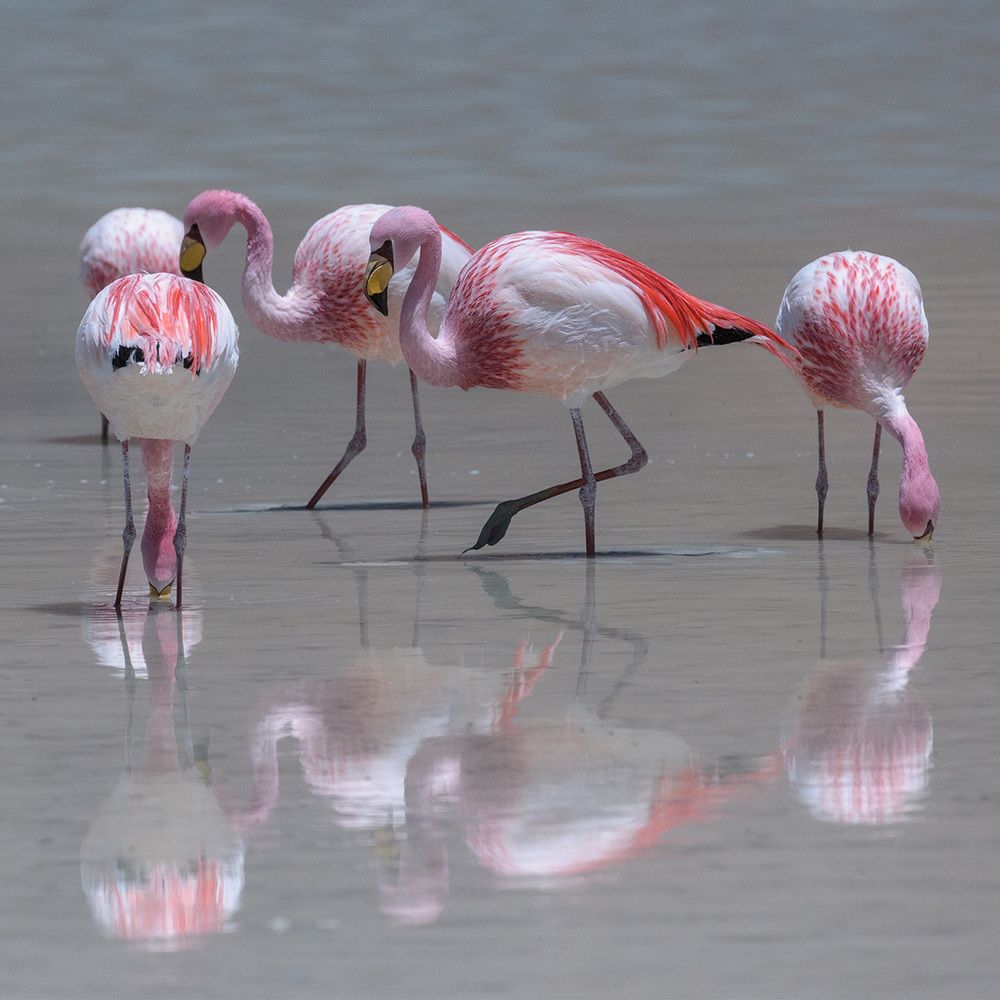 Laguna Colorada