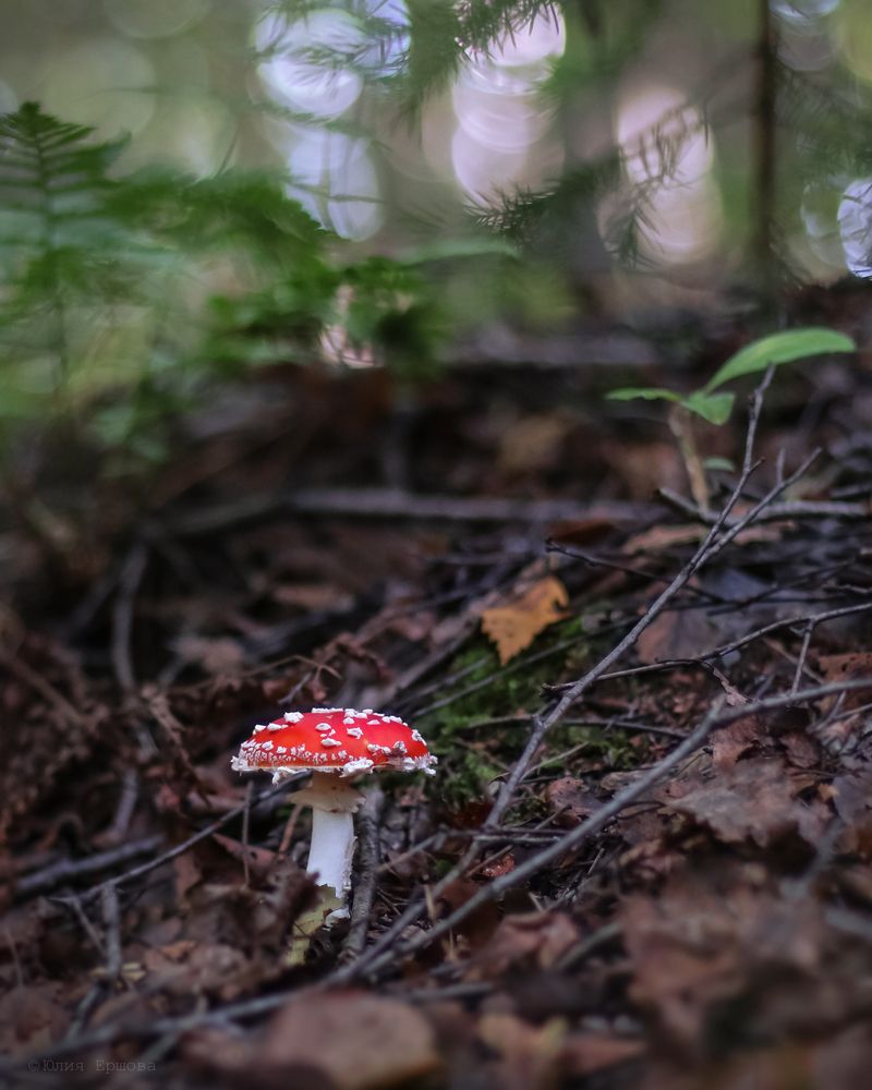 Photo 2917471