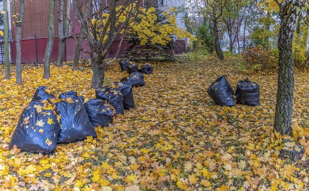 Урожай