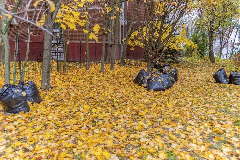 Урожай