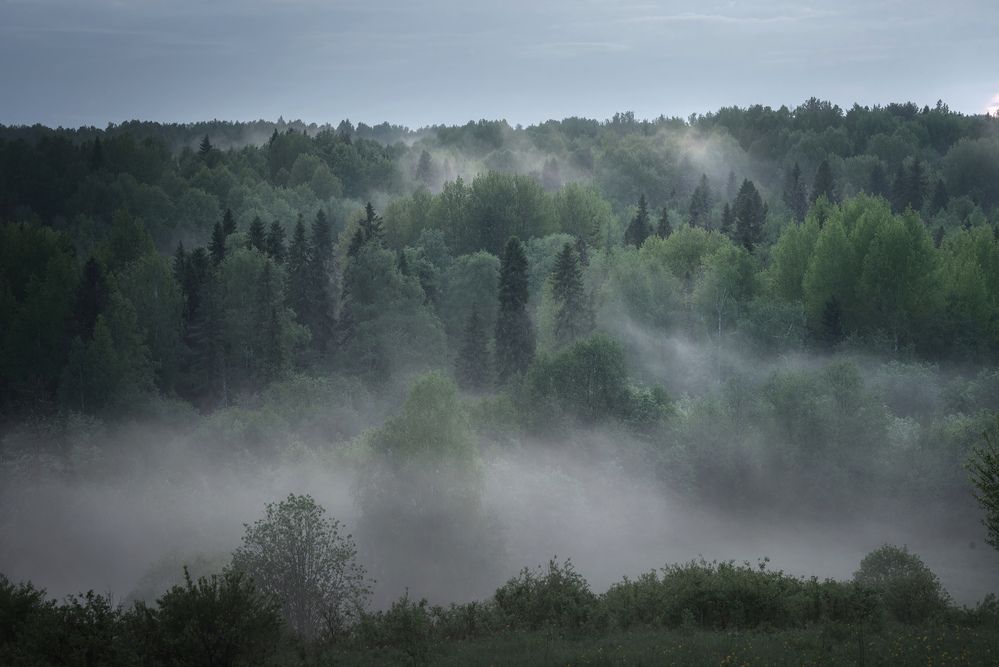Туманная роща