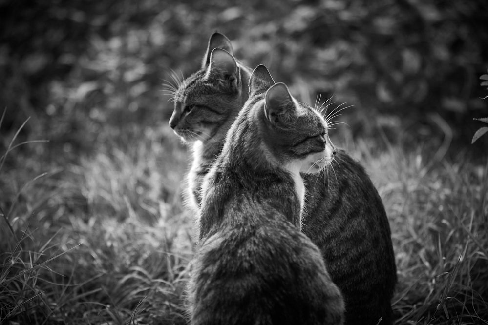Mr & Mrs Smith