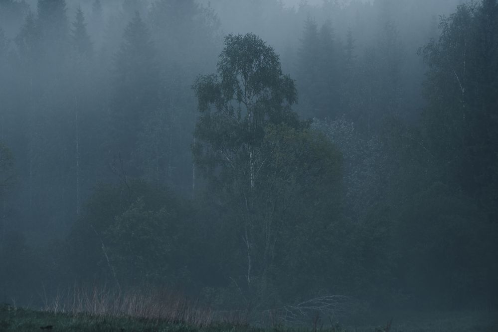 Photo 2918337