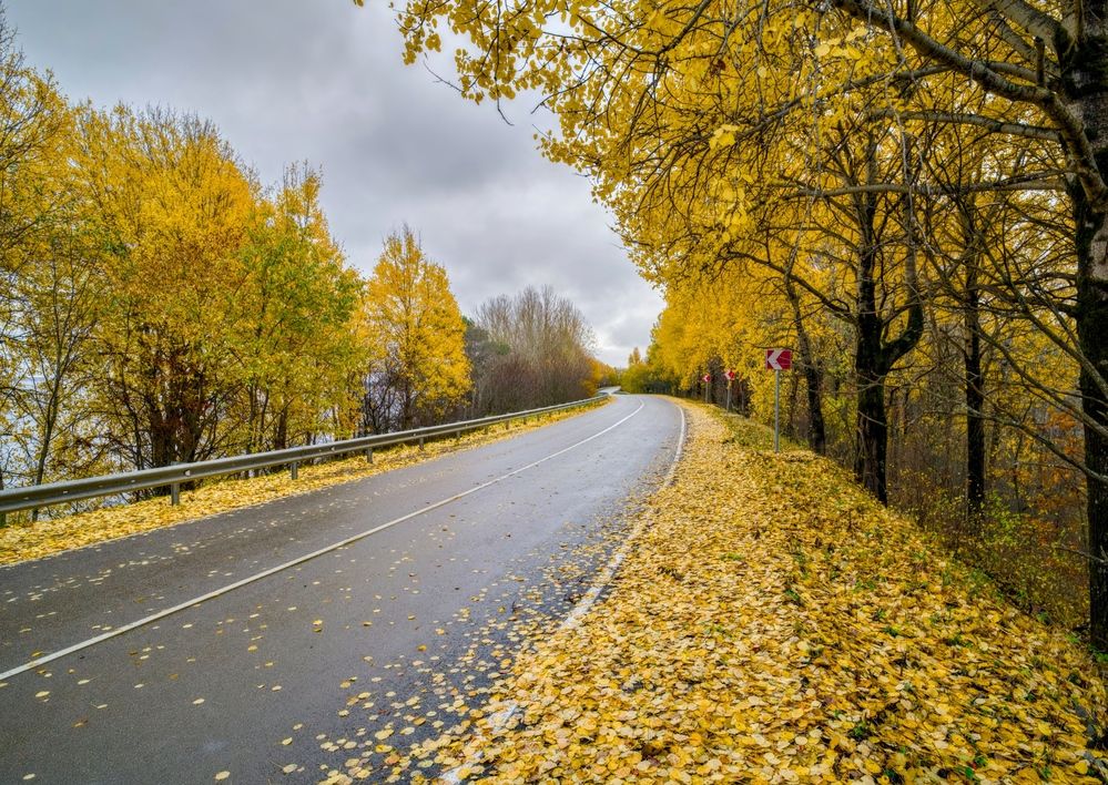 Золотая дорога в осень
