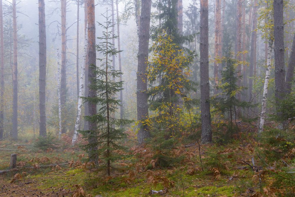 Туманное утро