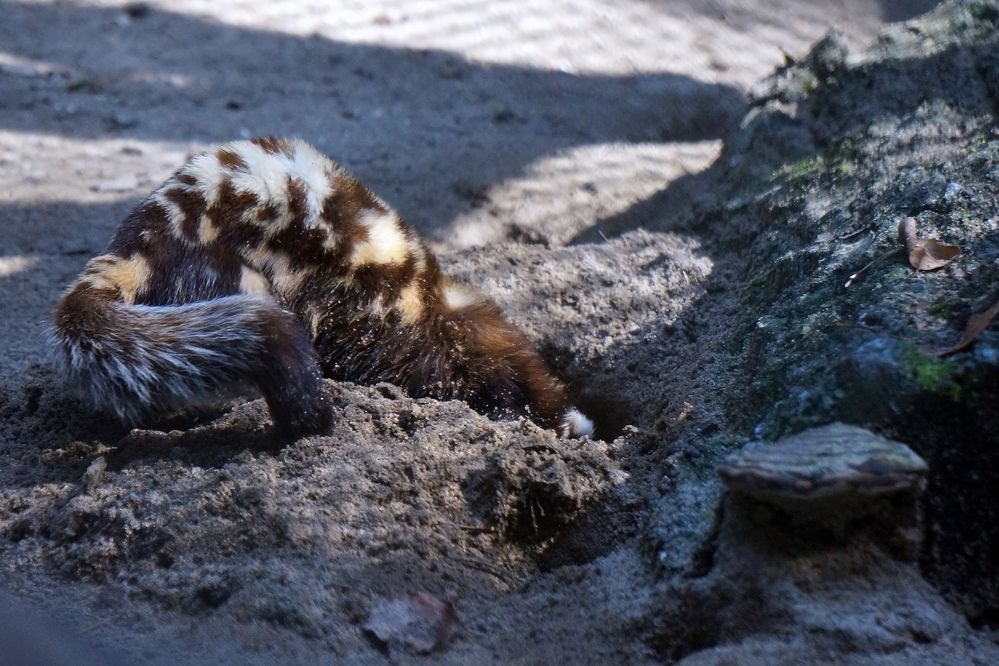 Будем знакомы - перевязка.